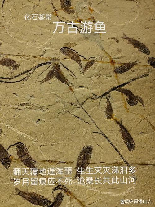 金龍魚(yú)鉆石眼是如何形成的？