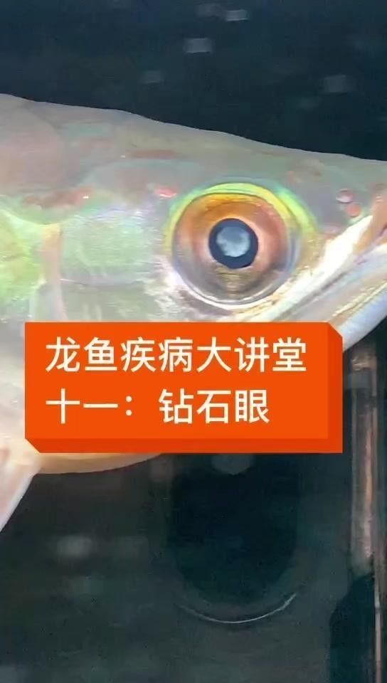 金龍魚(yú)鉆石眼是如何形成的？