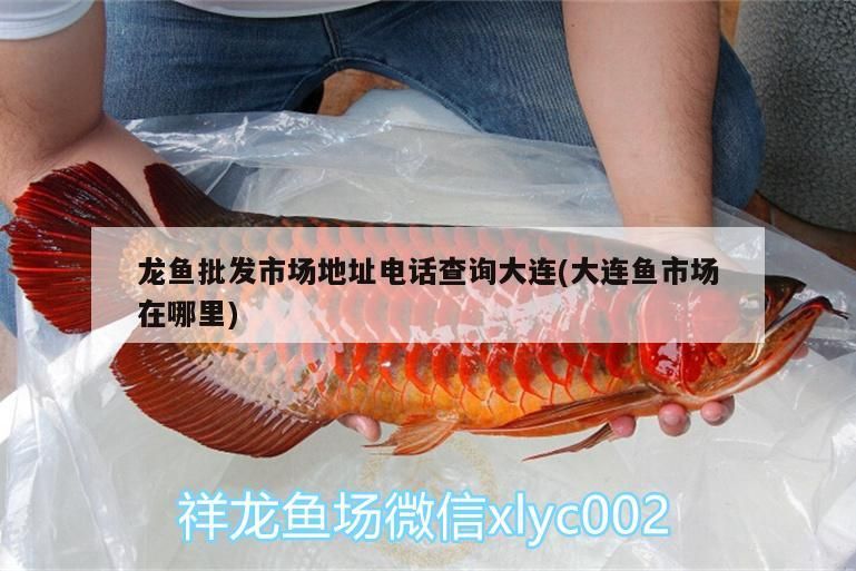 龍魚批發(fā)市場地址電話查詢大連(大連魚市場在哪里)（龍魚批發(fā)市場地址查詢）