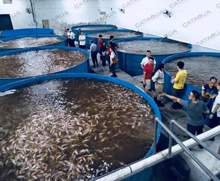 藍龍魚繁殖時需要注意什么？（藍龍魚繁殖時需要注意的幾個關鍵點，藍龍魚繁殖需要注意哪些問題）