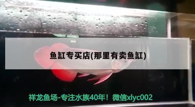 龍魚用什么燈上色比較好呢（龍魚用什么燈上色比較好呢視頻）（龍魚用什么燈上色比較好）