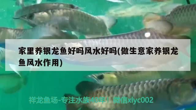 家里養銀龍魚好嗎風水好嗎(做生意家養銀龍魚風水作用) 家里養銀龍魚好嗎風水好嗎(做生意家養銀龍魚風水作用) 觀賞魚百科