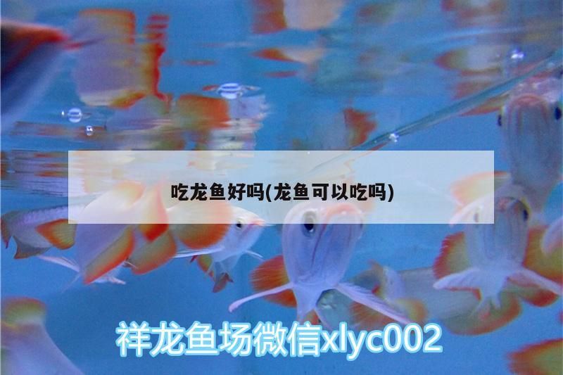 吃龍魚好嗎(龍魚可以吃嗎)（吃龍魚好嗎，龍魚好嗎，）