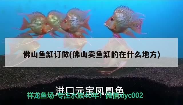 佛山魚缸訂做(佛山賣魚缸的在什么地方)（佛山魚缸型材廠家）