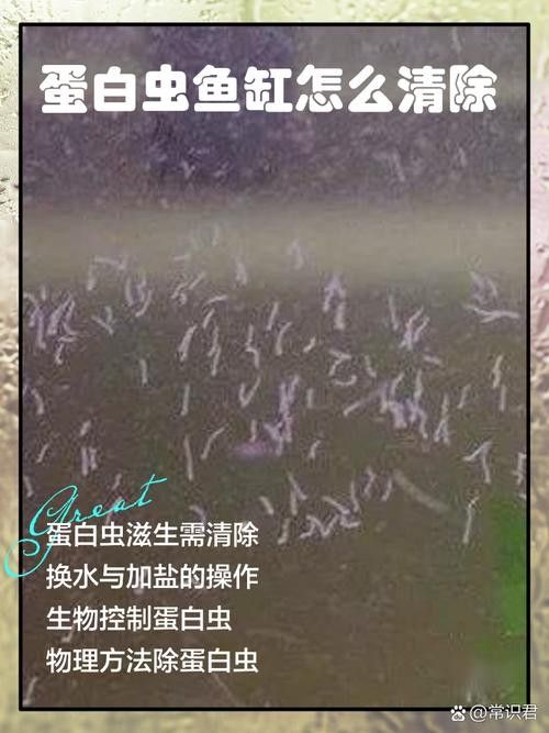 如何預防曼龍魚缸中的蛋白蟲（曼龍魚缸中的蛋白蟲問題是一個常見的水族箱養護挑戰）