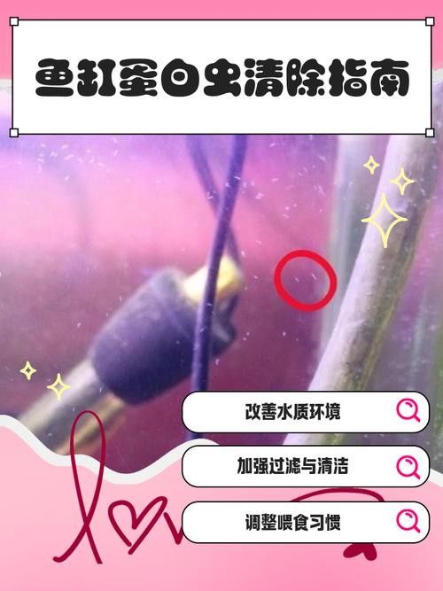 如何預防曼龍魚缸中的蛋白蟲（曼龍魚缸中的蛋白蟲問題是一個常見的水族箱養護挑戰）