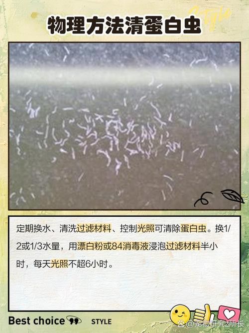 如何預防曼龍魚缸中的蛋白蟲（曼龍魚缸中的蛋白蟲問題是一個常見的水族箱養護挑戰）