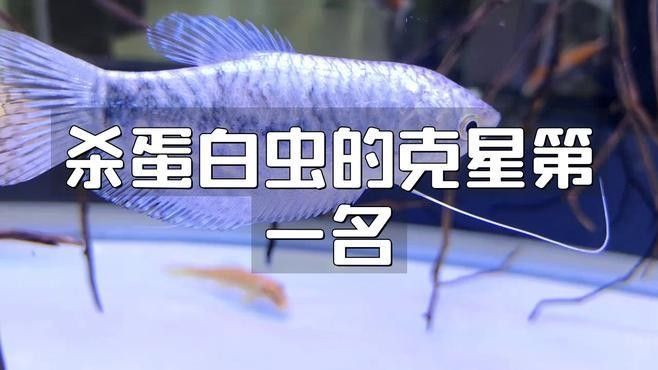 如何預防曼龍魚缸中的蛋白蟲（曼龍魚缸中的蛋白蟲問題是一個常見的水族箱養護挑戰）