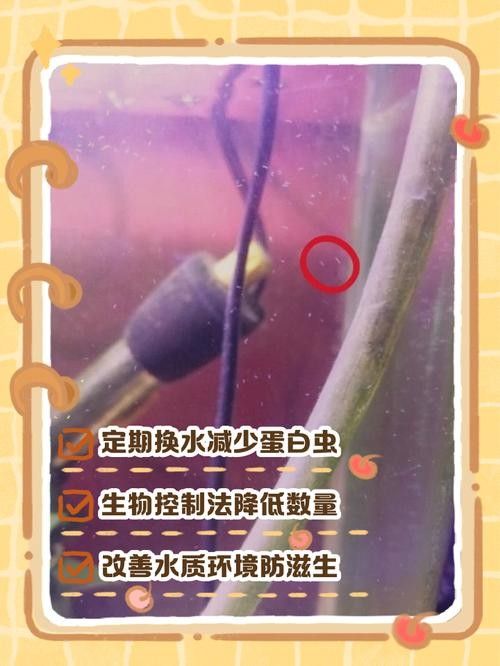 如何預防曼龍魚缸中的蛋白蟲（曼龍魚缸中的蛋白蟲問題是一個常見的水族箱養護挑戰）