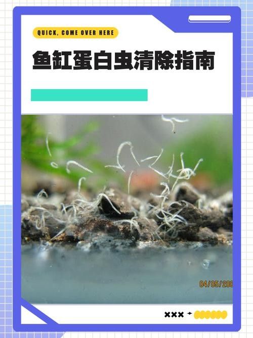 如何預防曼龍魚缸中的蛋白蟲（曼龍魚缸中的蛋白蟲問題是一個常見的水族箱養護挑戰）