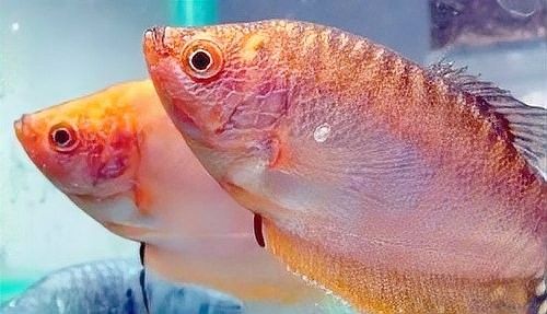 如何預防曼龍魚缸中的蛋白蟲（曼龍魚缸中的蛋白蟲問題是一個常見的水族箱養護挑戰）