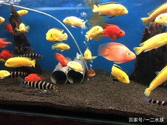 如何預防曼龍魚缸中的蛋白蟲（曼龍魚缸中的蛋白蟲問題是一個常見的水族箱養護挑戰）