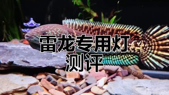 馬印增艷神燈的用戶評價（馬印增艷神燈用戶評價）
