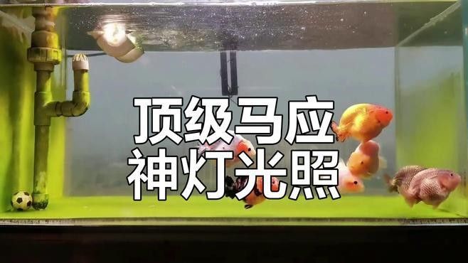馬印增艷神燈的用戶評價（馬印增艷神燈用戶評價）