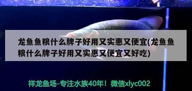 龍魚魚糧什么牌子好用又實惠又便宜(龍魚魚糧什么牌子好用又實惠又便宜又好吃)（金龍魚喂什么魚飼料最好，） 龍魚魚糧什么牌子好用又實惠又便宜(龍魚魚糧什么牌子好用又實惠又便宜又好吃)（金龍魚喂什么魚飼料最好，） 觀賞魚百科