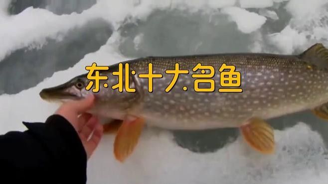 東北十大名魚（東北十大名魚排名聚能環磁驅黑龍江十大名魚及其特點）