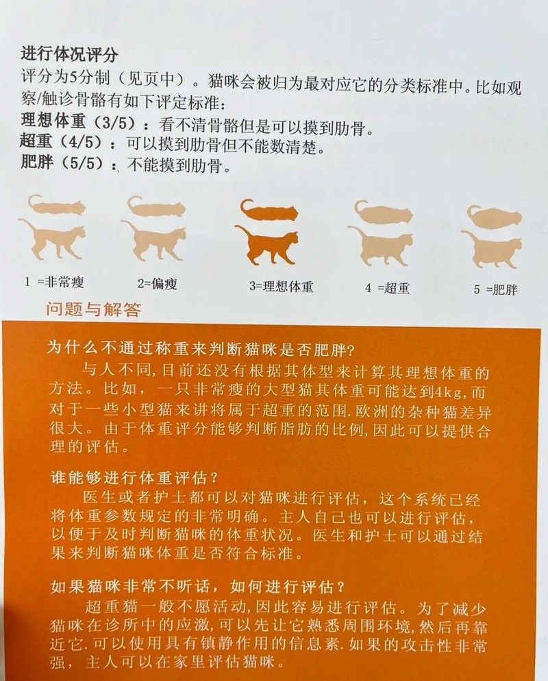 龍貓肥胖有哪些癥狀