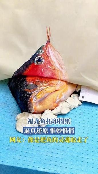 給我一些福龍魚的圖片欣賞(福龍魚圖片欣賞) 龍魚百科 第6張 給我一些福龍魚的圖片欣賞(福龍魚圖片欣賞) 給我一些福龍魚的圖片欣賞(福龍魚圖片欣賞) 龍魚百科 第6張