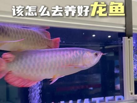 給我一些福龍魚的圖片欣賞（福龍魚圖片欣賞） 給我一些福龍魚的圖片欣賞（福龍魚圖片欣賞） 龍魚百科 第23張