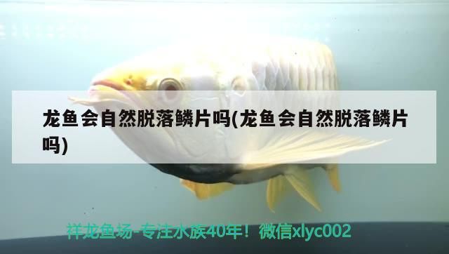 紅綠燈魚可以和曼龍魚混養(yǎng)嗎(藍曼龍能和燈魚混養(yǎng)嗎)（龍魚會自然脫落鱗片嗎）