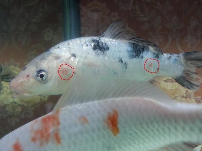 錦鯉常見(jiàn)魚(yú)病鑒別圖（基于癥狀的錦鯉常見(jiàn)魚(yú)病鑒別指南）