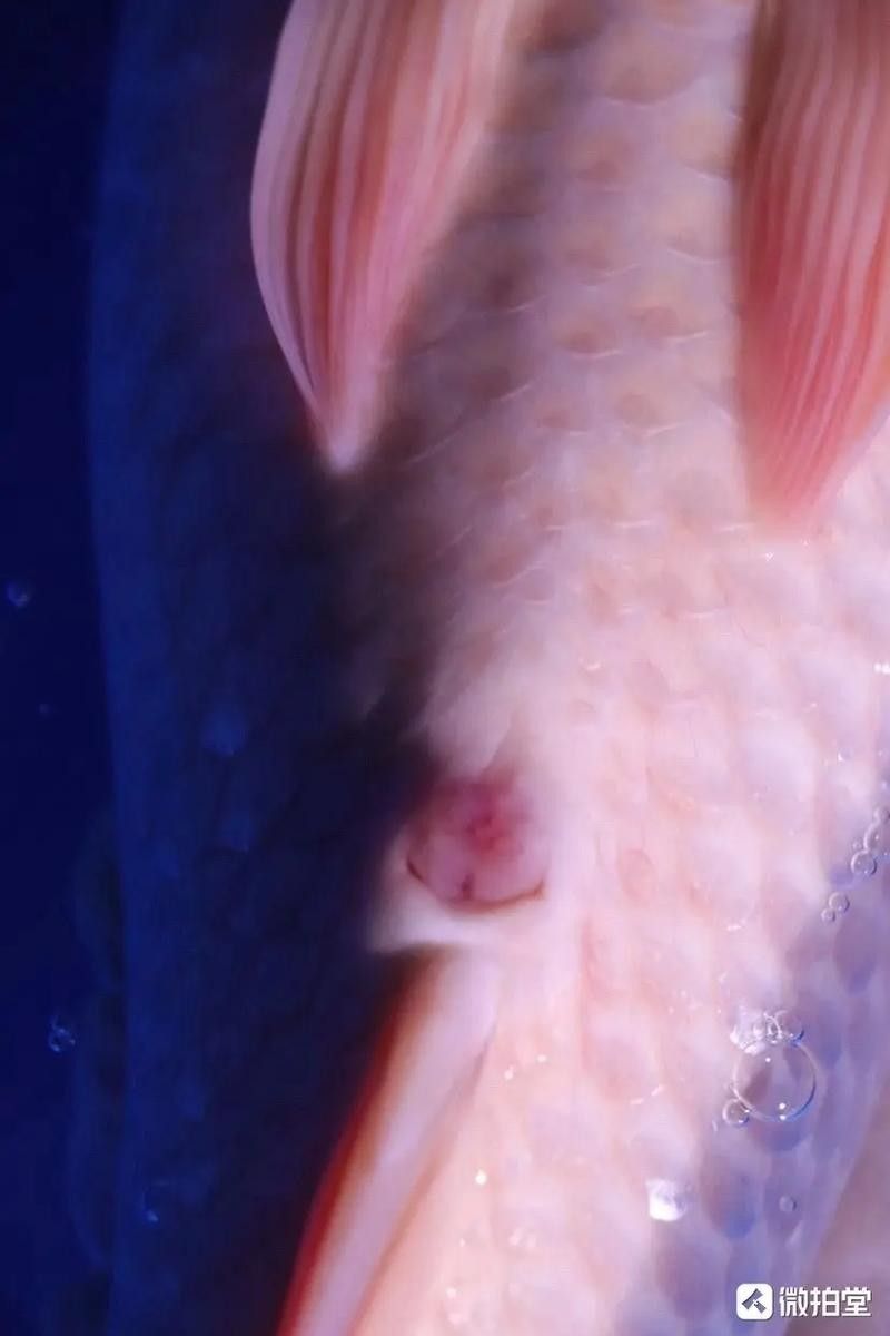 錦鯉常見(jiàn)魚(yú)病鑒別圖（基于癥狀的錦鯉常見(jiàn)魚(yú)病鑒別指南）
