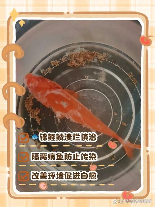 錦鯉常見(jiàn)魚(yú)病鑒別圖（基于癥狀的錦鯉常見(jiàn)魚(yú)病鑒別指南）