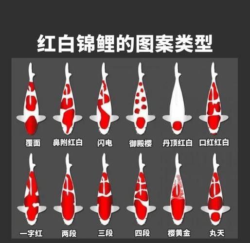 錦鯉常見(jiàn)魚(yú)病鑒別圖（基于癥狀的錦鯉常見(jiàn)魚(yú)病鑒別指南）