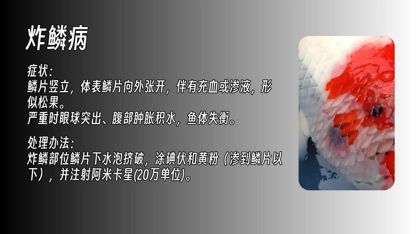 錦鯉常見(jiàn)魚(yú)病鑒別圖（基于癥狀的錦鯉常見(jiàn)魚(yú)病鑒別指南）