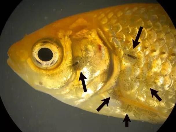 錦鯉常見(jiàn)魚(yú)病鑒別圖（基于癥狀的錦鯉常見(jiàn)魚(yú)病鑒別指南）