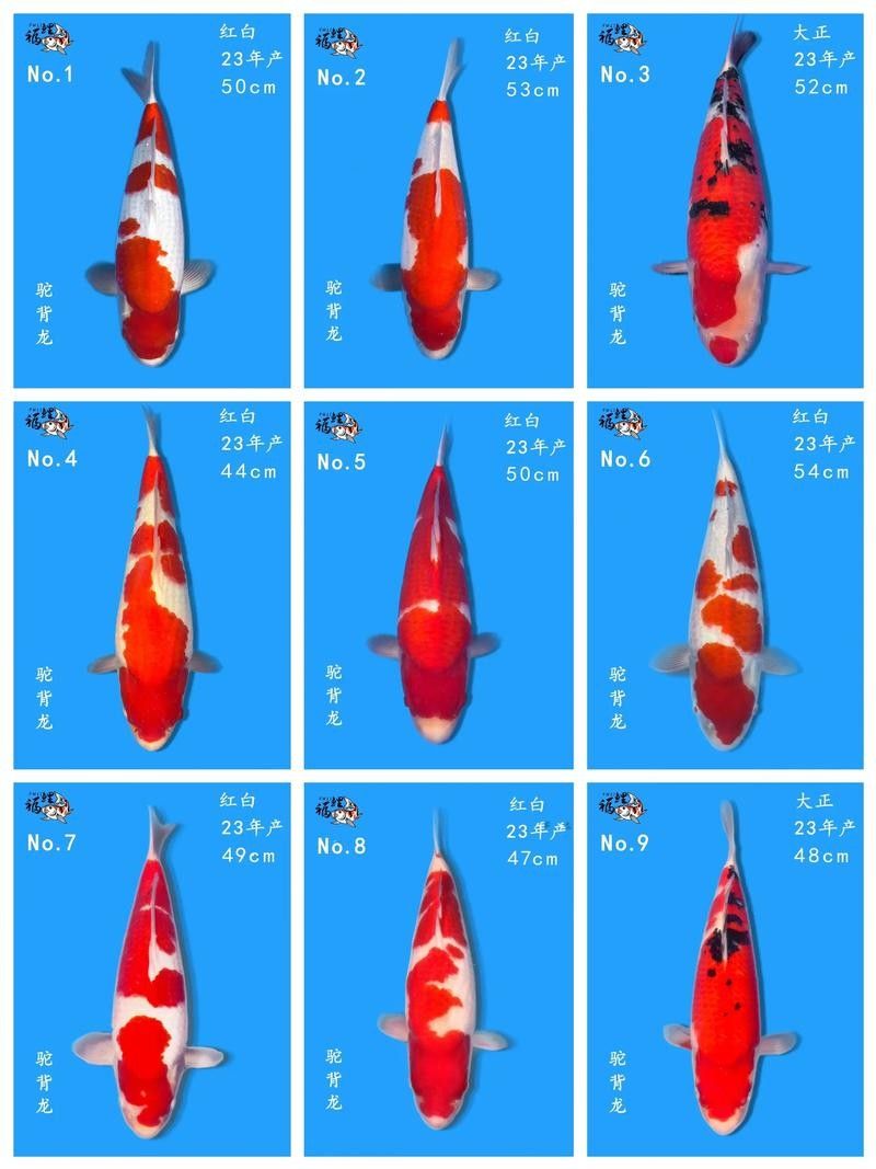 錦鯉常見(jiàn)魚(yú)病鑒別圖（基于癥狀的錦鯉常見(jiàn)魚(yú)病鑒別指南）