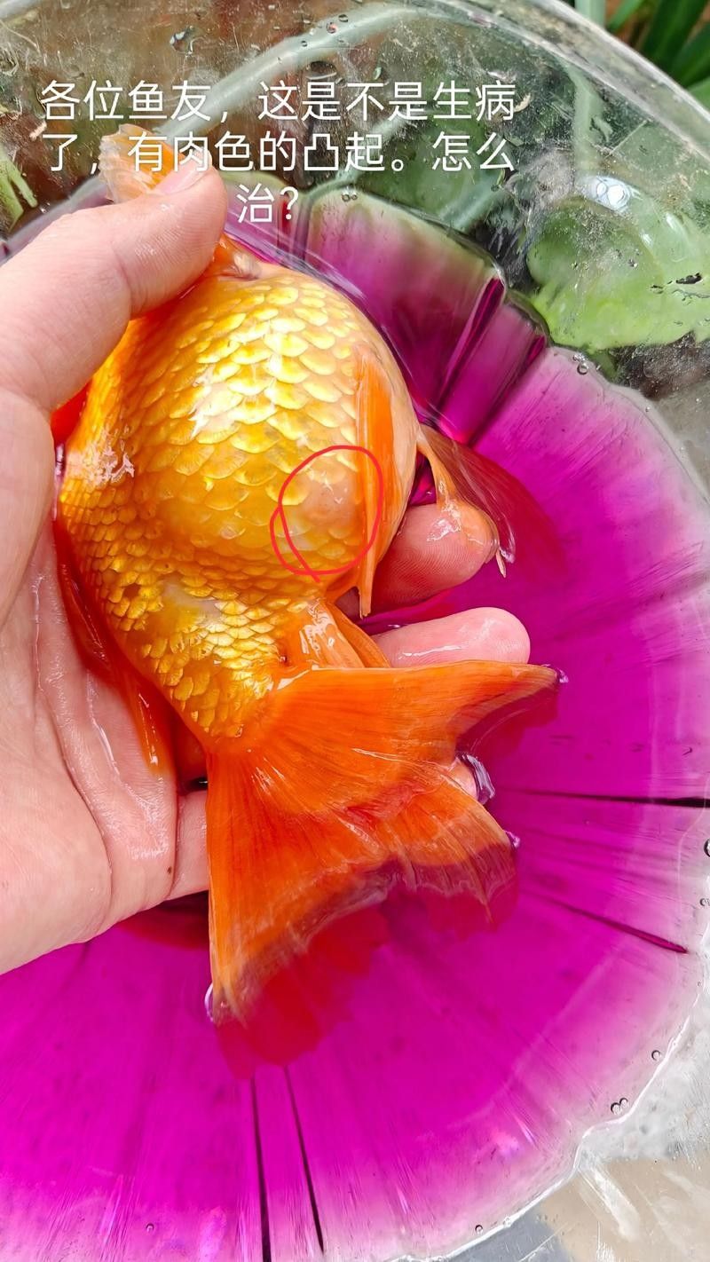 錦鯉常見(jiàn)魚(yú)病鑒別圖（基于癥狀的錦鯉常見(jiàn)魚(yú)病鑒別指南）