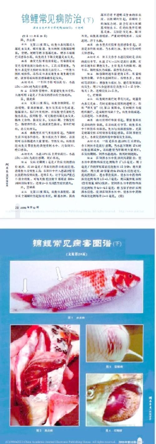 錦鯉常見(jiàn)魚(yú)病鑒別圖（基于癥狀的錦鯉常見(jiàn)魚(yú)病鑒別指南）