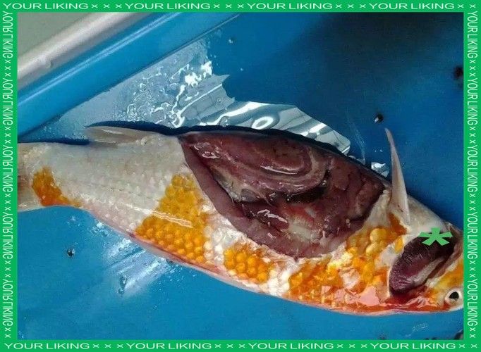 錦鯉常見(jiàn)魚(yú)病鑒別圖（基于癥狀的錦鯉常見(jiàn)魚(yú)病鑒別指南）
