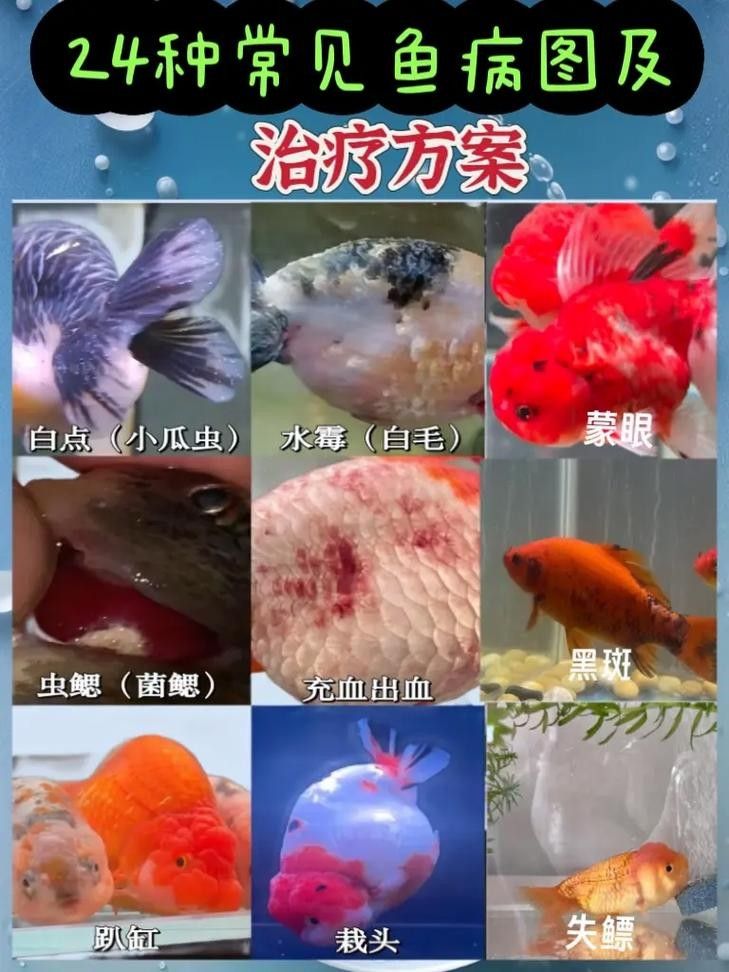 錦鯉常見(jiàn)魚(yú)病鑒別圖（基于癥狀的錦鯉常見(jiàn)魚(yú)病鑒別指南）