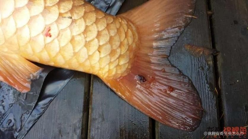 錦鯉常見(jiàn)魚(yú)病鑒別圖（基于癥狀的錦鯉常見(jiàn)魚(yú)病鑒別指南）