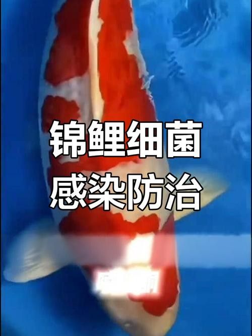 錦鯉常見(jiàn)魚(yú)病鑒別圖（基于癥狀的錦鯉常見(jiàn)魚(yú)病鑒別指南）