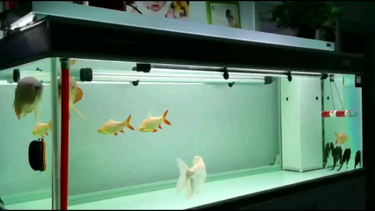 天水水族館天快黑了（天水水族館夜幕降臨）