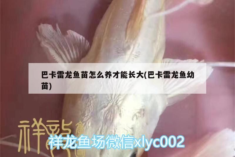 紅龍魚的含義是什么意思(紅龍魚寓意什么意思)（關(guān)于巴卡雷龍魚苗怎么養(yǎng)才能長(zhǎng)大）