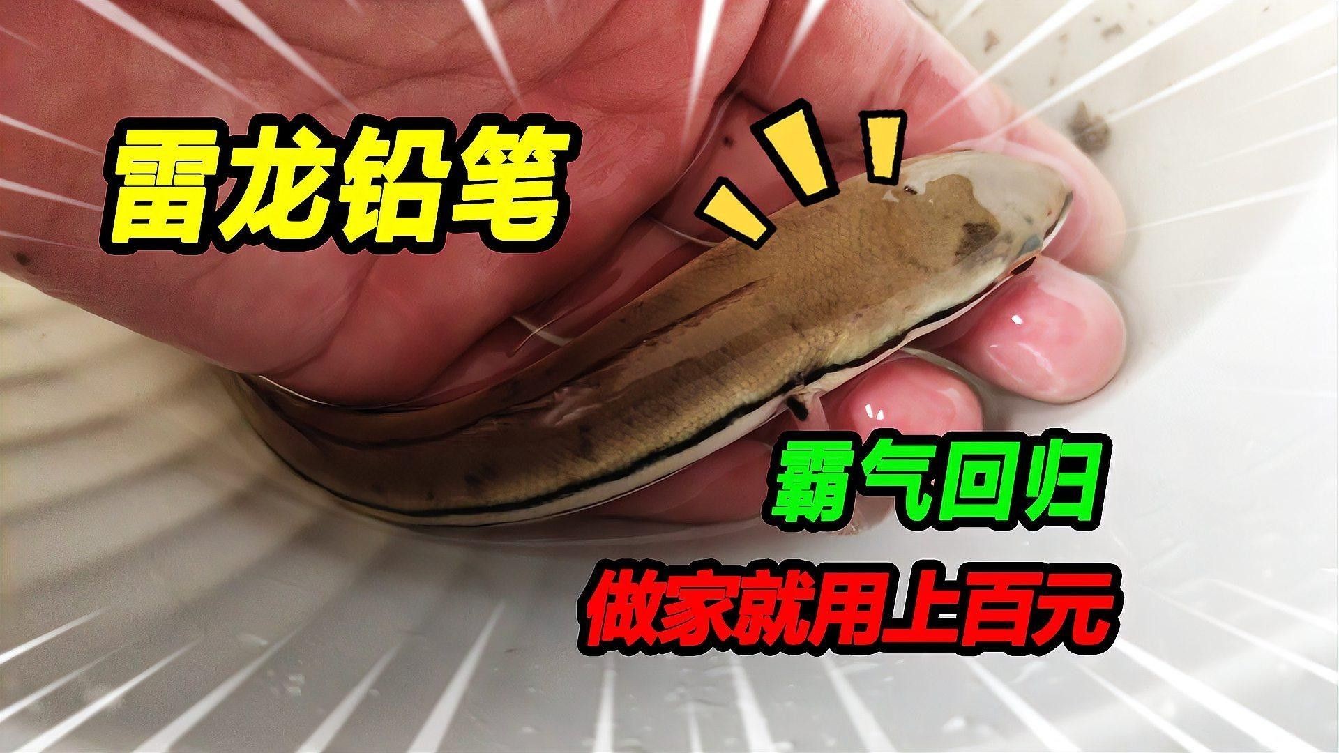 如何挑選健康的雷龍魚苗？（如何挑選一條健康的雷龍魚苗）