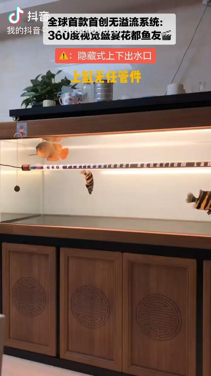 一些精致無溢流的視覺盛宴美（水族家園自己養(yǎng)出滿足感爆棚的視覺盛宴美）