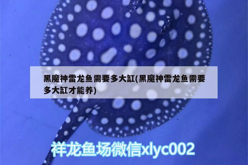 金龍魚 肺魚多少錢一斤 肺魚多少錢一只報價(順豐快遞魚的價格) 觀賞魚百科 肺魚多少錢一斤 肺魚多少錢一只報價(順豐快遞魚的價格) 肺魚多少錢一斤 肺魚多少錢一只報價(順豐快遞魚的價格) 觀賞魚百科