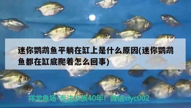 迷你鸚鵡魚平躺在缸上是什么原因(迷你鸚鵡魚都在缸底爬著怎么回事)（迷你鸚鵡魚平躺在缸上是什么原因）