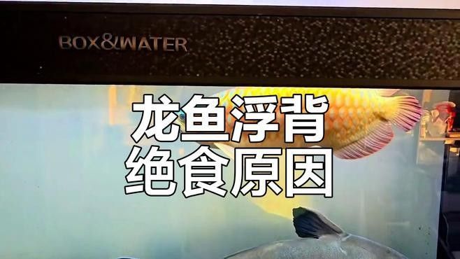 龍魚浮背有哪些癥狀（龍魚浮背是什么原因造成的）