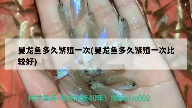曼龍魚多久繁殖一次(曼龍魚多久繁殖一次比較好)（曼龍魚多久繁殖一次）