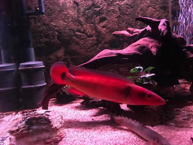 胭脂孔雀龍魚是什么檔次（胭脂孔雀龍魚好養(yǎng)嗎）