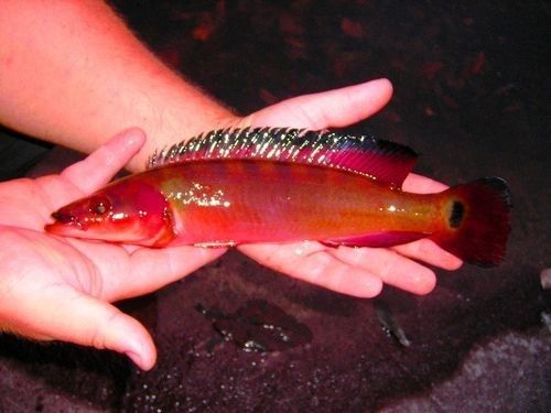 胭脂孔雀龍魚是什么檔次（胭脂孔雀龍魚好養(yǎng)嗎）