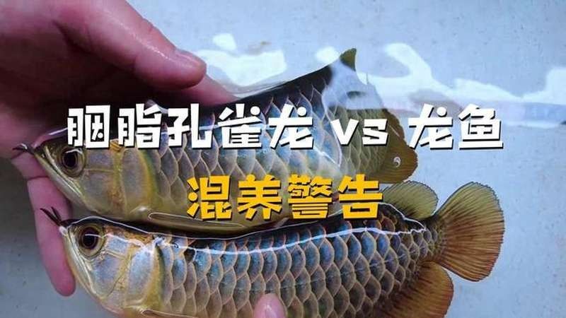 胭脂孔雀龍魚是什么檔次（胭脂孔雀龍魚好養(yǎng)嗎）