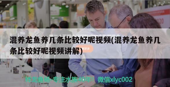 國內(nèi)最大的龍魚市場(chǎng)在哪里(國內(nèi)最大的龍魚市場(chǎng)在哪里啊)（混養(yǎng)龍魚養(yǎng)幾條比較好）