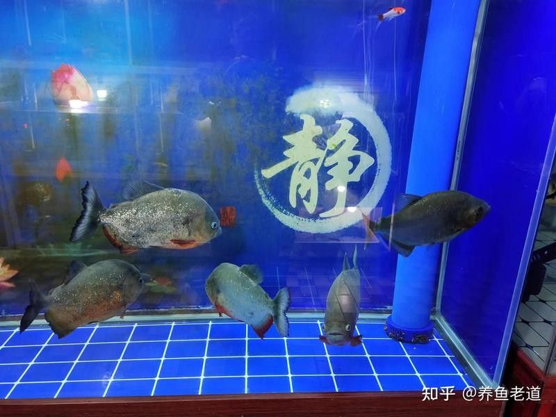 藍龍魚混養需要多久適應（龍魚混養技巧與挑戰）